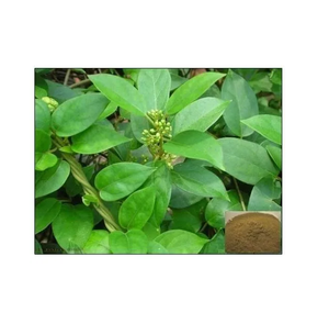 Extracto de Gudmar, Polvo Herbal Natural para el Equilibrio del Azúcar en Sangre, Suplementos, Productos Ayurvédicos y Bienestar Herbal - Product Image 3