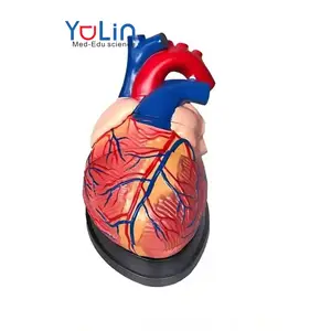 medical anatomical models Heart Anatomy human heart model Enlarged model of the human heart