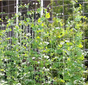 Filet <span class=keywords><strong>de</strong></span> <span class=keywords><strong>protection</strong></span> <span class=keywords><strong>pour</strong></span> <span class=keywords><strong>plantes</strong></span> grimpantes Huike, blanc, 6 pouces, en polyester résistant, <span class=keywords><strong>pour</strong></span> <span class=keywords><strong>plantes</strong></span> grimpantes - Product Image 6