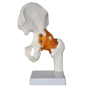 Modèle anatomique de la hanche grandeur nature de haute qualité pour l'enseignement et l'apprentissage, modèle d'enseignement avec ligaments flexibles, modèle d'os de la hanche - Product Image 2