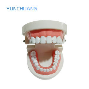 दंत मानक शिक्षण मॉडल हैंडहेल्ड स्वतंत्र पैकेजिंग मौखिक चिकित्सा शिक्षा उपकरण - Product Image 1