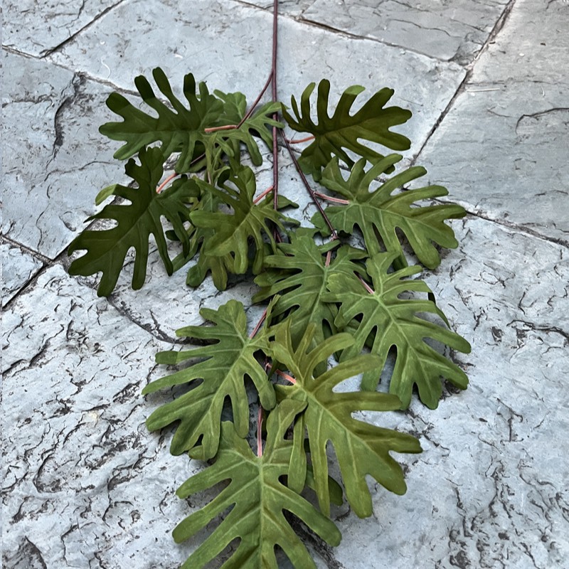 3 feuilles de plumes de fée fourchues