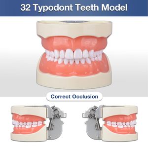 Removable 32 <b>Teeth</b> Dental Model with Screwdriver Multi-Functional Comfortable Reusable for Dental Teaching and Training - Product Image 2
