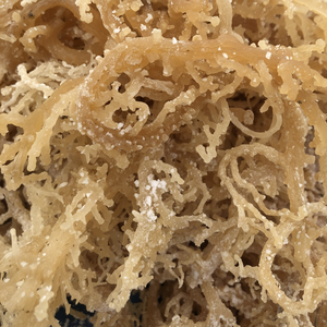 Seamoss marrón cosechado en el océano de Vietnam: algas rojas de alto grado para la industria alimentaria vegana y la distribución minorista - Product Image 1