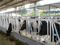 Fourniture d'usine Serrure de tête galvanisée à chaud Clôtures et joug de cou de vache personnalisés pour l'équipement d'élevage de bétail