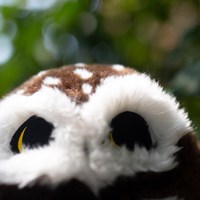 Jouets en peluche personnalisés en gros Poupées Brid Animal à fourrure Jouet en peluche hibou