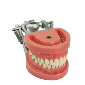 32 teeth Hard gum dental teeth model with screw fixed