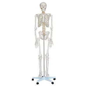 MECAN Medical modello di scheletro umano anatomia 80CM 180CM di altezza scheletro a grandezza naturale