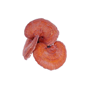 Sciyu 30% Reishi Nấm chiết xuất bột <span class=keywords><strong>Ganoderma</strong></span> <span class=keywords><strong>lucidum</strong></span> thực phẩm thảo dược cấp hplc chứng nhận HALAL Có sẵn túi trống viên nang - Product Image 3