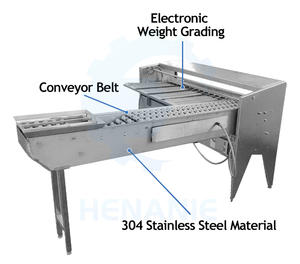5열 계란 선별기, 계란 무게 측정 및 등급 분류기, 시간당 10000개 계란 검사, 오리알 등급 분류기 판매 - Product Image 4