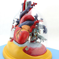 Modèle d'anatomie humaine médicale du cœur, des poumons, de la trachée, du système bronchique, du système vasculaire, du système cardiaque et respiratoire