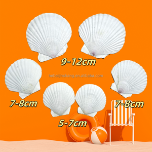 Alami dipilih ramah lingkungan bentuk unik ukuran berbeda permukaan halus kerajinan dekoratif kualitas tinggi kerang - Product Image 3