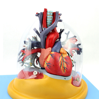 Modèle médical du cœur, des poumons, de la trachée et du système bronchique humain, pour la chirurgie thoracique, la cardiologie et le système respiratoire