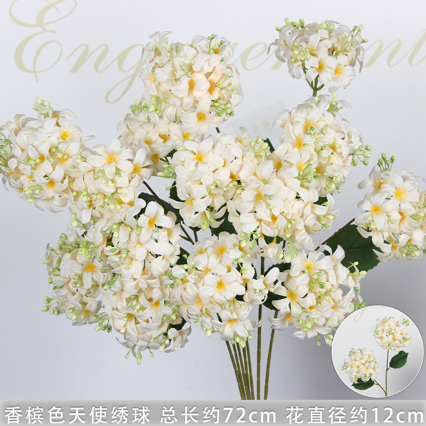 Hortensia ange à deux têtes couleur champagne