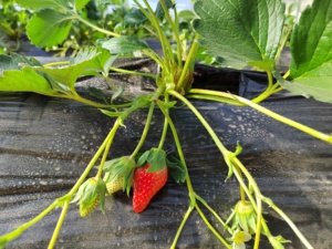 <span class=keywords><strong>Engrais</strong></span> Organique Chélaté Poudre Brute d'Acides Aminés et Oligo-éléments 40% 80% pour Maïs Riz <span class=keywords><strong>Banane</strong></span> Légumes Arbres Fruitiers - Product Image 5