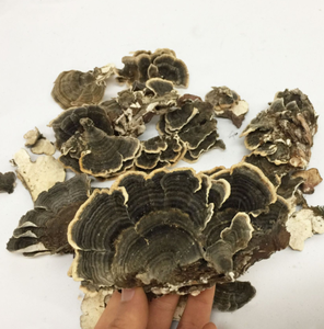 גבוהה באיכות יבש אורגני טורקיה זנב פטריות מיובש טורקיה זנב פטריות כל - Product Image 2