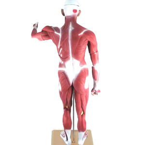 Modèle anatomique <span class=keywords><strong>musculaire</strong></span> du <span class=keywords><strong>corps</strong></span> entier, torse de 180 cm, 37 parties, organes internes, modèle de torse <span class=keywords><strong>musculaire</strong></span> de taille réelle, système médical - Product Image 5