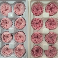 Top Qualité Éternel Réel Préservé Austin Fleurs Rose David Austin Préservé Austin Fleur pour DIY Artisanat Bouquet De Fleurs Sèches