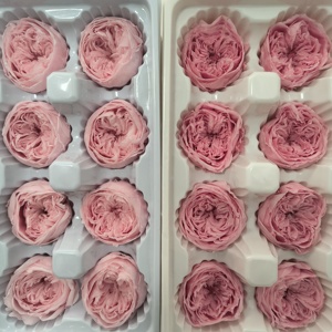 Top Qualité Éternel Réel Préservé Austin Fleurs <span class=keywords><strong>Rose</strong></span> David Austin Préservé Austin Fleur pour DIY Artisanat Bouquet <span class=keywords><strong>De</strong></span> Fleurs Sèches - Product Image 3
