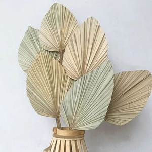 10 unids/lote Original ecología salvaje Natural seco ventilador hojas de <span class=keywords><strong>palma</strong></span> para siempre de Material para casa Decoración - Product Image 2