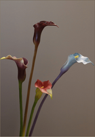 Hoogwaardige realistische Calla Lelie kunstbloemen met lange steel, bordeauxrood, voor thuis, bruiloft, tafelvaasjes, binnendecoratie