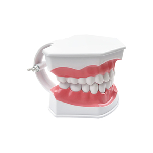 Modèle d'enseignement de dentisterie anatomique de la bouche entière, en plastique, avec dents amovibles, pour la pratique de la brosse à dents et la démonstration du soin interdentaire - Product Image 5