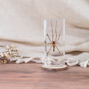 Cadeaux en résine : Spécimens animaux, Artisanat en résine pour la <span class=keywords><strong>biologie</strong></span>, Ressources pédagogiques, Collection de divers insectes, Taxidermie de chauve-souris en résine, Fait main sur mesure - Product Image 4