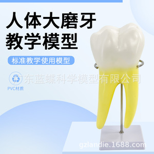 Modèle anatomique de molaire humaine, grande dent pour l'enseignement en maternelle et la formation médicale, avec base et support. - Product Image 4