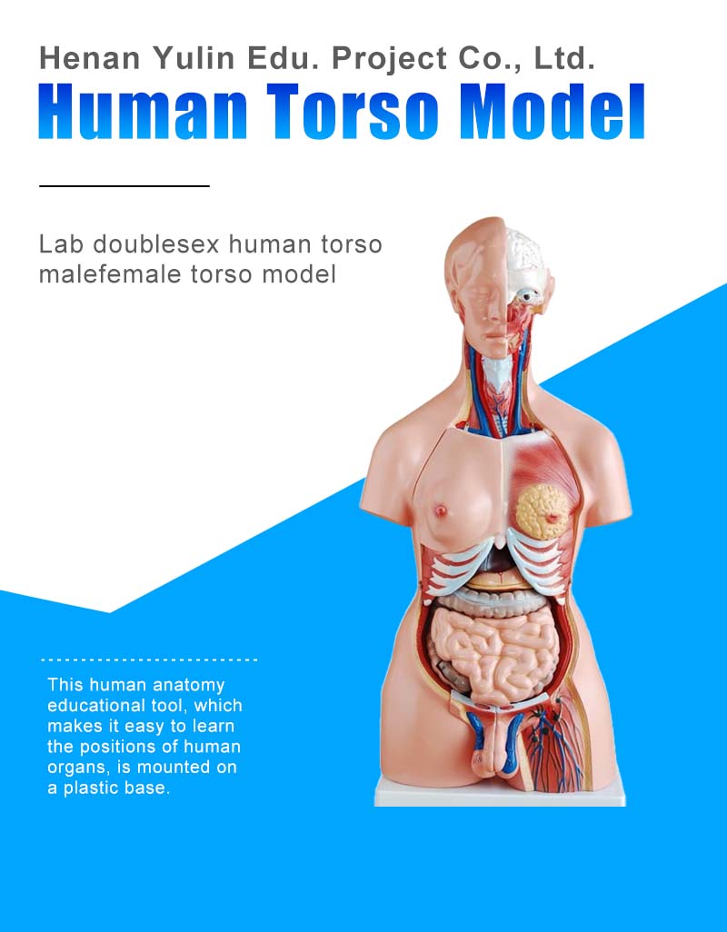 工場製85cm異性体人間胴体模型23パーツ医療科学教育解剖学実演人体胴体