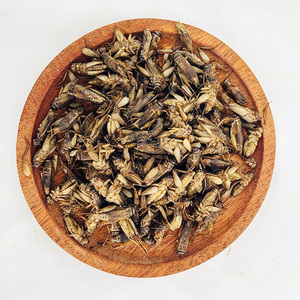 Grillos Blancos Enlatados Orgánicos - Proteína de Insectos Natural y Sin Aditivos para Mascotas - Product Image 1