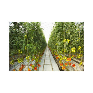 Vente flash : Grand conteneur de <span class=keywords><strong>culture</strong></span> hydroponique sans sol, serre en verre à simple portée stable, bac en <span class=keywords><strong>U</strong></span>, <span class=keywords><strong>super</strong></span> résistant, marque NSR - Product Image 2