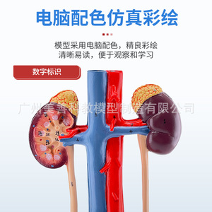 Modèle pédagogique du système urinaire humain en trois dimensions : urétére, vessie, urètre, système reproducteur médical, anatomie du rein - Product Image 5