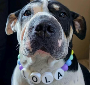 Acryl-Buchstaben-Halsband mit elastischem Kordelzug und bunten Perlen – Namenskette für Hunde – Farbiges Perlen-Halsband für Hunde und Katzen mit ID-Anhänger - Product Image 4