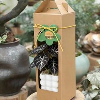 Boîte cadeau personnalisée en papier kraft avec fenêtre et poignée, emballage en carton pour pot de fleurs, idéal pour la vente au détail de plantes succulentes en pépinière