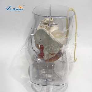 Modèle d'entraînement à la cathétérisme féminin en PVC écologique, structure de l'urètre et de la vessie pour l'enseignement des opérations de cathétérisme en soins infirmiers CE/ISO/ROHS/CNAS - Product Image 2