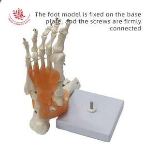 Modè<span class=keywords><strong>le</strong></span> d'articulation humaine Ligament <span class=keywords><strong>Squelette</strong></span> en plastique <span class=keywords><strong>du</strong></span> genou, main, <span class=keywords><strong>pied</strong></span>, hanche, épaule, os <span class=keywords><strong>du</strong></span> coude Ressources pédagogiques - Product Image 4
