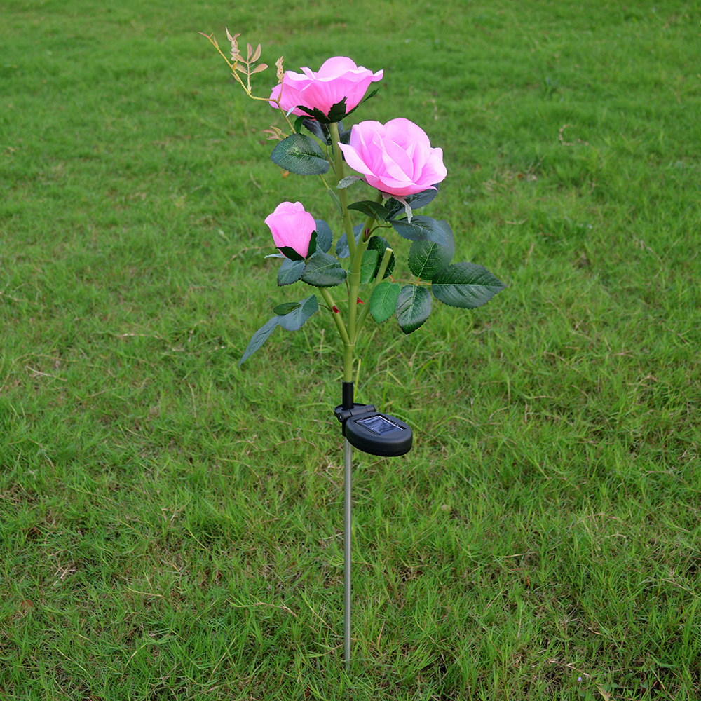 Rosa