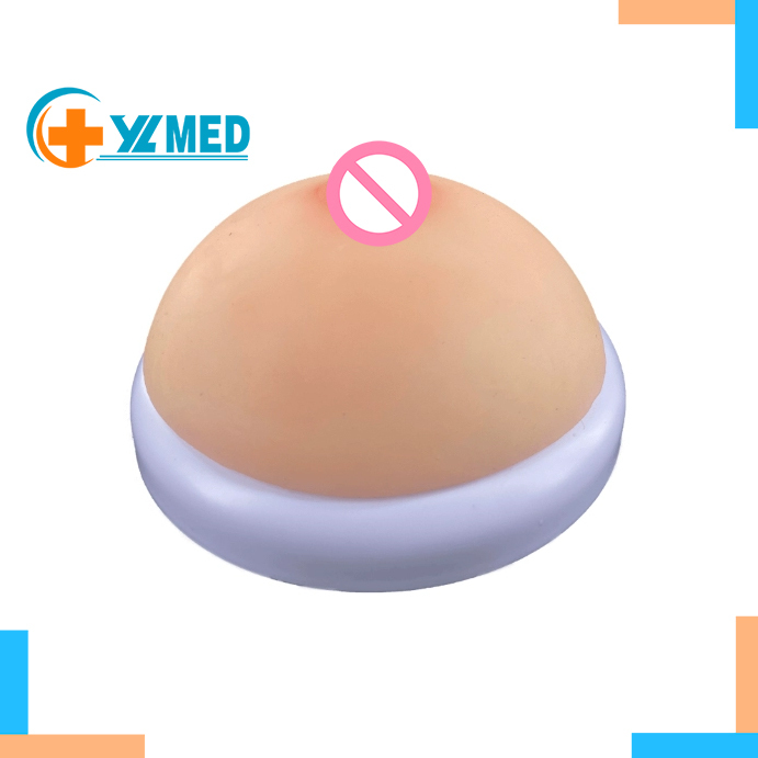 Medical Science Anatomical Human Breast Model