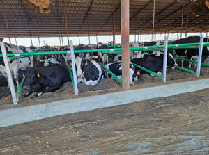 Nouveaux boxes flexibles pour vaches laitières en tuyaux PE, avec poteaux en acier galvanisé, pour un confort accru et une production laitière améliorée - Product Image 6