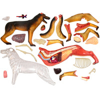 Modelo de Anatomía Canina Desmontable de 29 Partes, para Biología Animal, Veterinaria, Ciencia, Regalo Educativo, con Certificación CE/ISO
