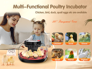 Incubadora de Huevos Automática Mini y Fácil de Usar de la Marca HHD, Incubadora de Huevos de <span class=keywords><strong>Pato</strong></span> Económica para 12 Huevos - Product Image 3