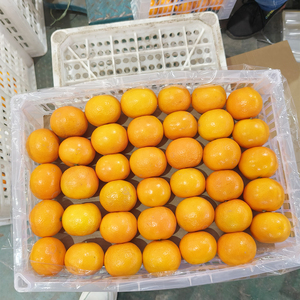 Buen grado Natural <span class=keywords><strong>de</strong></span> alta calidad dulce fresco cítricos mandarina ombligo naranja cítricos con <span class=keywords><strong>precio</strong></span> bajo - Product Image 1