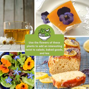 Kit de Plantas en Bolsa para Jardín de Flores, Semillas No Transgénicas, Mezcla de Flores como Nasturtium, Pansy, Lavanda y Manzanilla para Plantar Flores - Product Image 3