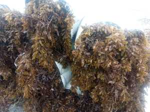 Alga Marina Seca de Sargassum Polycystum Spinuligerum, Grado Alimenticio, Alga Cottonni al por Mayor - Product Image 2