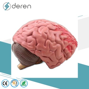 Modelo de Cerebro para Epilepsia Tipo Maniquí, Material PLA, para Hemorragia Cerebral, Malformación Arteriovenosa, Patología - Product Image 6