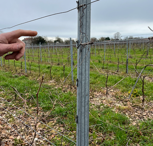 高级现代矩形镀锌金属葡萄桩葡萄园栅栏柱环保格子 - Product Image 2