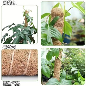 Soporte de 160 cm para plantas trepadoras, moldeable, para modelar, soporte de jardinería para Monstera y otras plantas, palo de coco deformable - Product Image 5