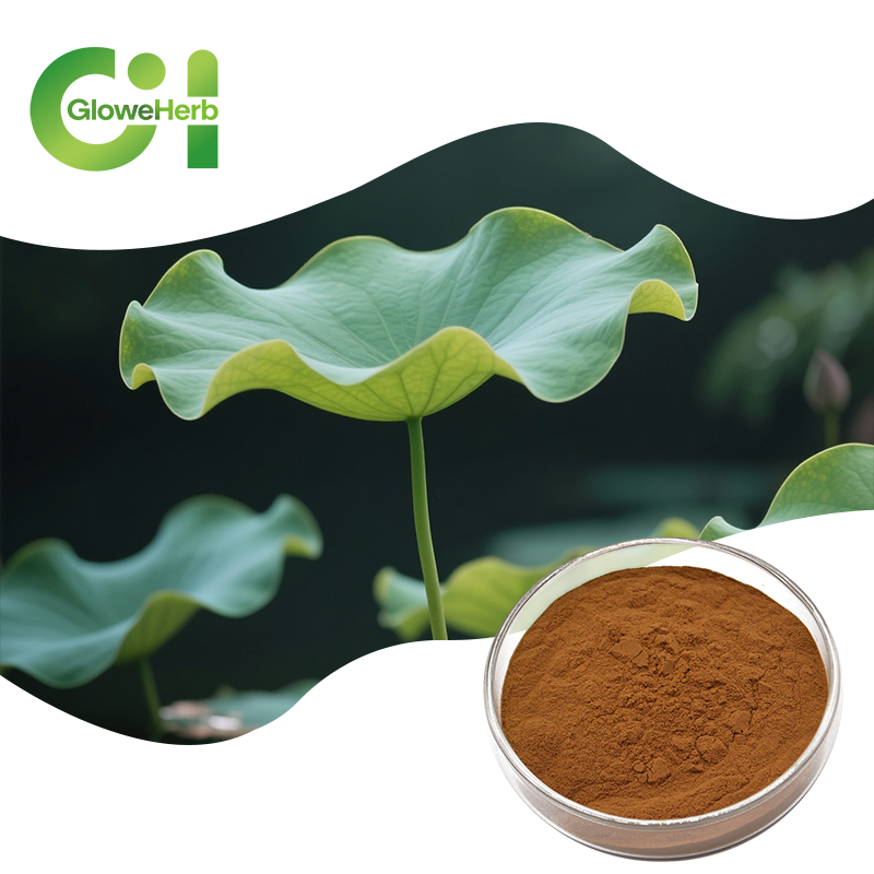 High Quality Lotus Leaf Extract Powder Nelumbo Nucifera Nuciferine for Weight Loss Premium Plant Extract