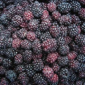 Nouvelle saison, framboises surgelées IQF, export direct d'usine, prix de gros, framboises en vrac, 100% framboises surgelées - Product Image 6