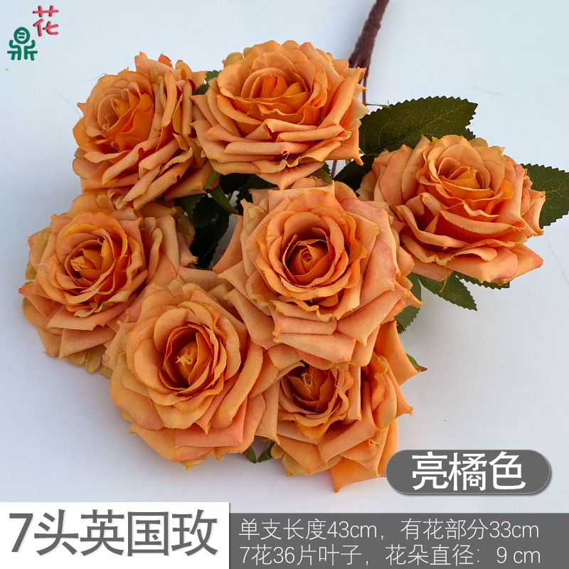 7 Rose britannique DG Orange vif